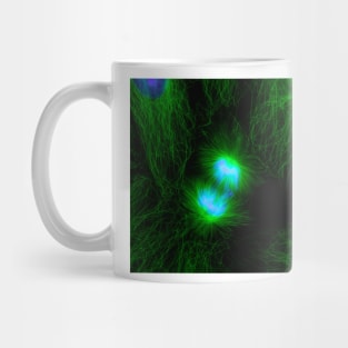 Cell division, fluorescent micrograph (C010/3482) Mug